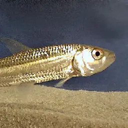 Tigerfish, photo 1