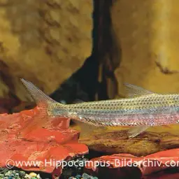 Tigerfish, photo 2