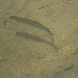 Tigerfish, photo 3