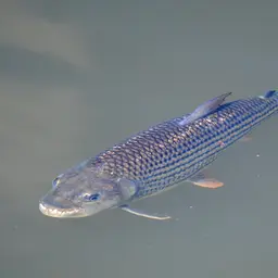 Tigerfish, photo 4