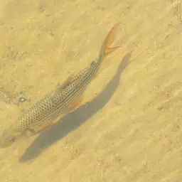 Tigerfish, photo 5