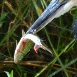 Tigerfish, photo 7