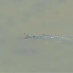 Tigerfish, photo 9