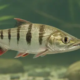 Tigerfish, photo 11