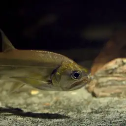 Vampire Fish, photo 3
