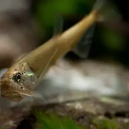 Vampire Fish, photo 4