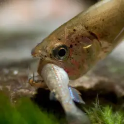 Vampire Fish, photo 5