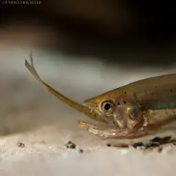 Vampire Fish, photo 6
