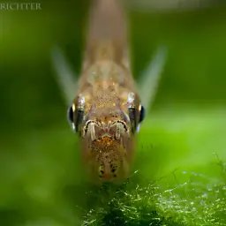 Vampire Fish, photo 7