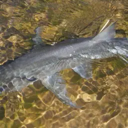 Vampire Fish, photo 8
