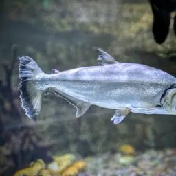 Vampire Fish, photo 9