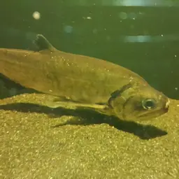 Vampire Fish, photo 10