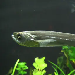 Payara, photo 1