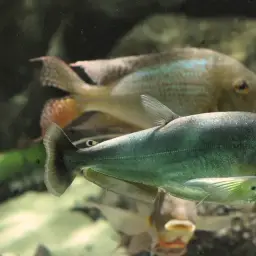 Payara, photo 3