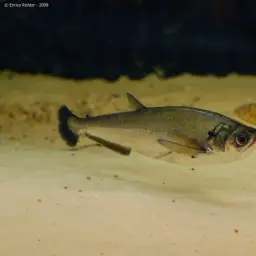 Payara, photo 4
