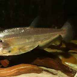 Payara, photo 6