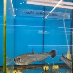 Payara, photo 9