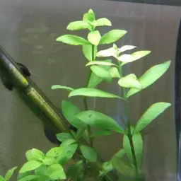 Dwarf Hygrophila