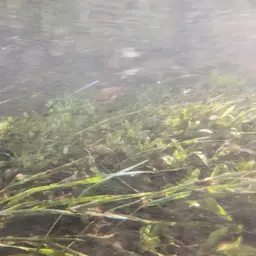 Dwarf Hygrophila, photo 2