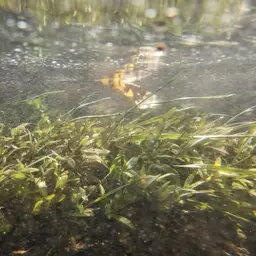 Dwarf Hygrophila, photo 3