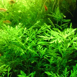 Water Wisteria, photo 2