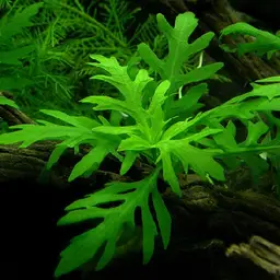 Water Wisteria, photo 1