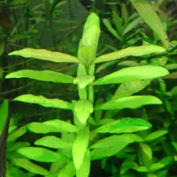 Dwarf Hygrophila, photo 4
