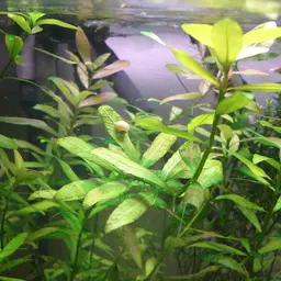 Dwarf Hygrophila, photo 5