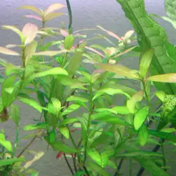 Dwarf Hygrophila, photo 6