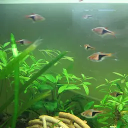 Dwarf Hygrophila, photo 7