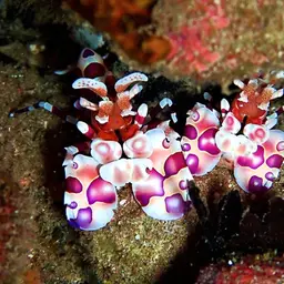 Harlequin Shrimp