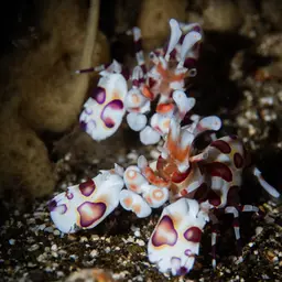 Harlequin Shrimp, photo 2