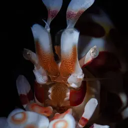 Harlequin Shrimp, photo 3
