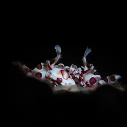 Harlequin Shrimp, photo 5