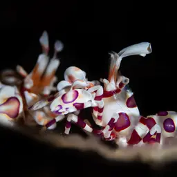 Harlequin Shrimp, photo 6