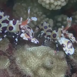 Harlequin Shrimp, photo 7