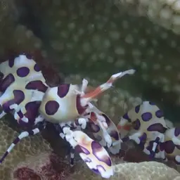 Harlequin Shrimp, photo 8