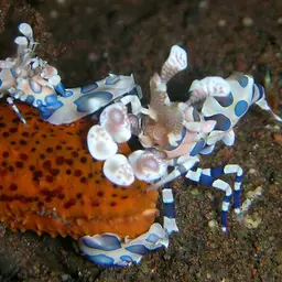 Harlequin Shrimp, photo 9
