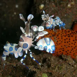 Harlequin Shrimp, photo 10
