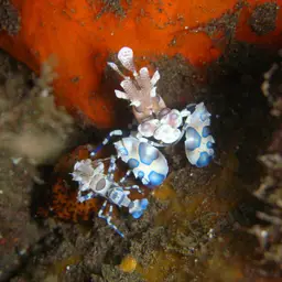 Harlequin Shrimp, photo 11