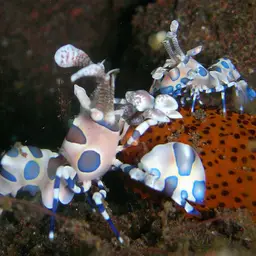 Harlequin Shrimp, photo 12