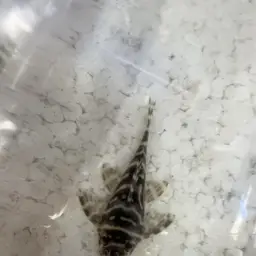 Isabelita Pleco, photo 1