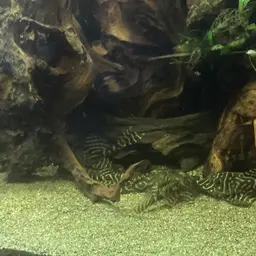 Isabelita Pleco, photo 2