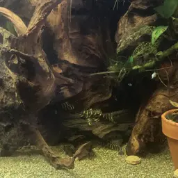 Isabelita Pleco, photo 3