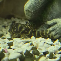 Isabelita Pleco, photo 4