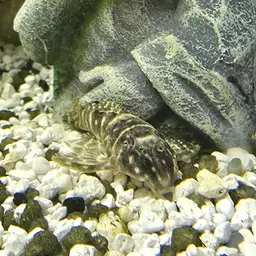 Isabelita Pleco, photo 5