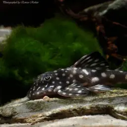 Snowball Pleco, photo 2