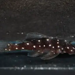 Snowball Pleco, photo 3