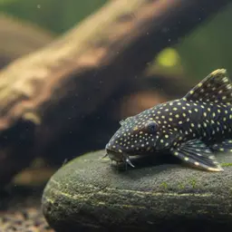 Snowball Pleco, photo 1