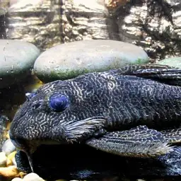 Network Pleco, photo 1